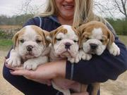 Cute and Adorable English Bulldog Puppies For Adoption or text (508) 3